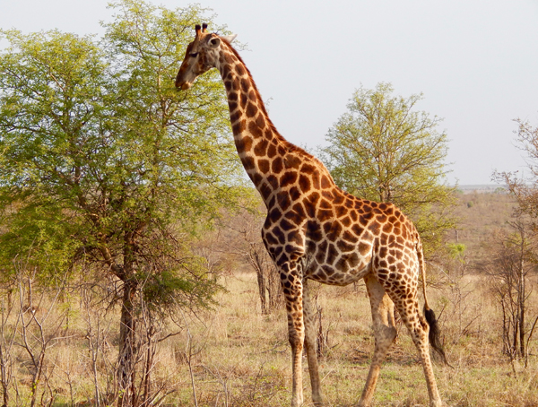 africa-giraffe