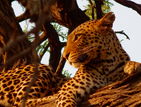 africa-leopard