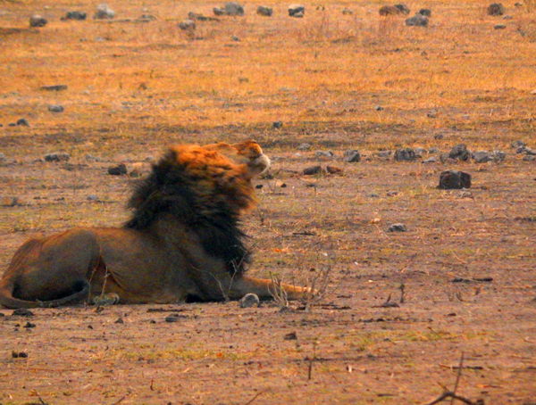 africa-lion3