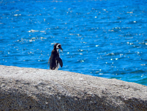 africa-penguin