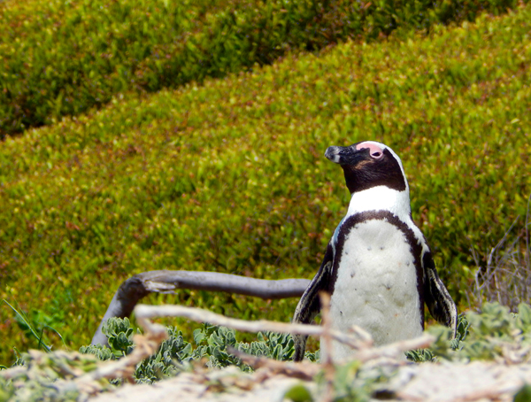 africa-penguin2
