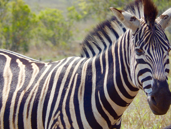 africa-zebra