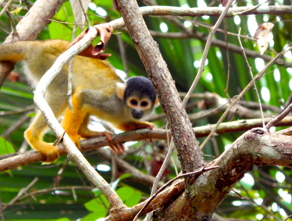 peru-monkey2