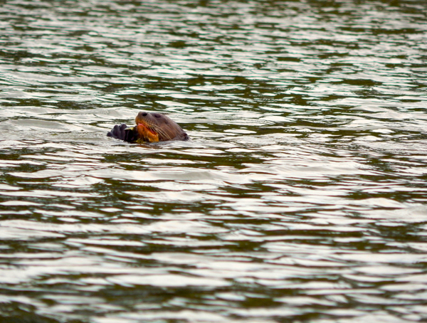 peru-otter